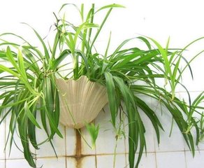 植物