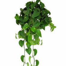 植物