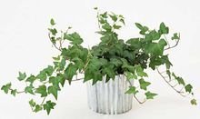 植物